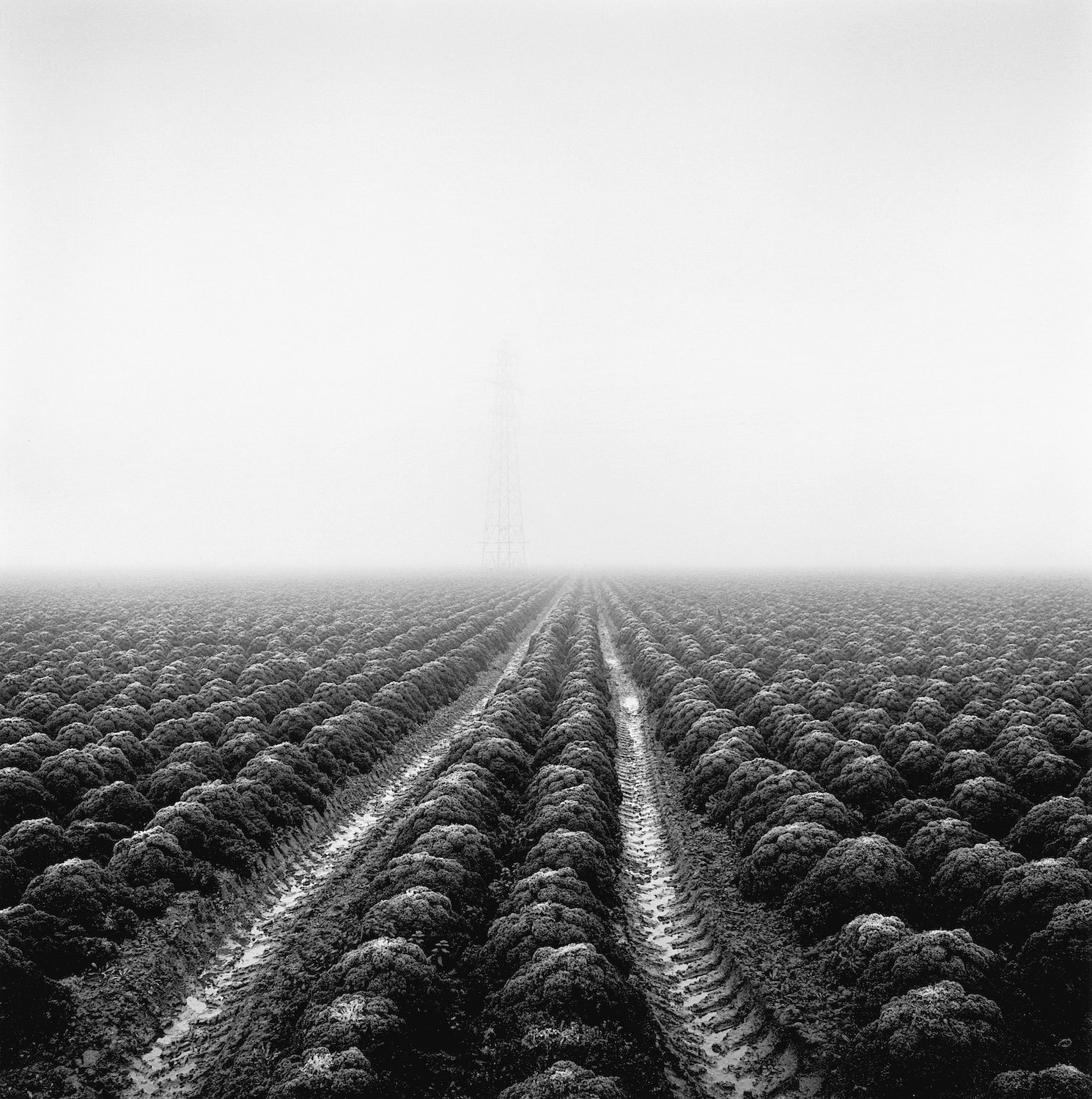 DRAINED — PAUL HART